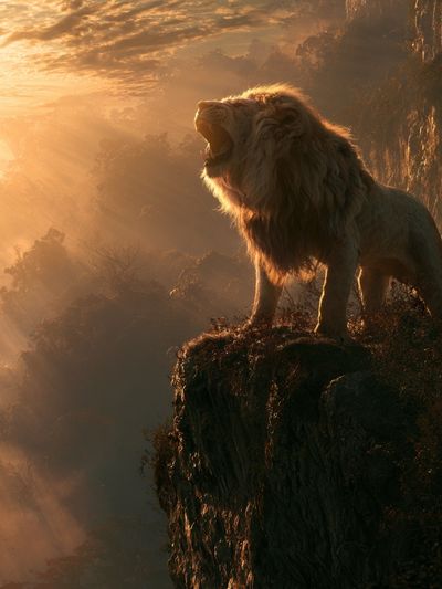Majestic Lion at Sunrise Poster. poster