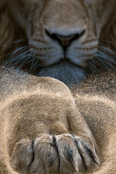 Lion Paw Close-Up Photography Poster. poster
