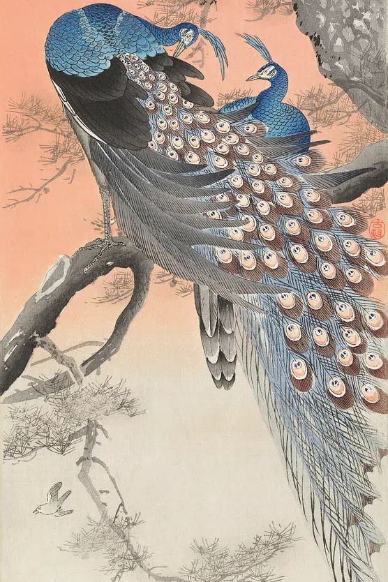Two peacocks on tree branch (1900 - 1930). poster detail