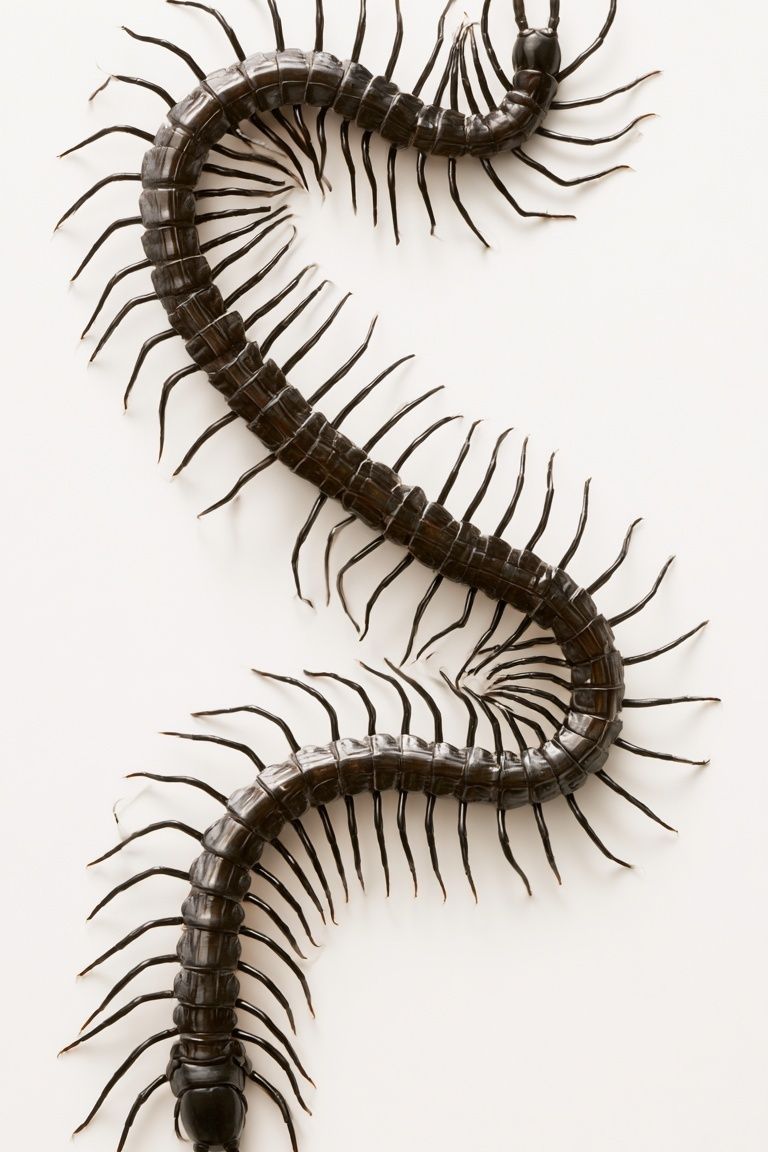 Centipede Study Photography Poster. poster — animals art