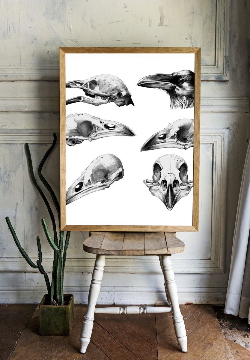 Raven Skull Study Print. — room view 1