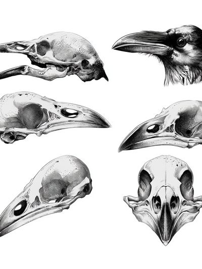Raven Skull Study Print. poster