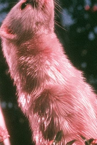 Pink Ferret Portrait Poster. poster — animals art