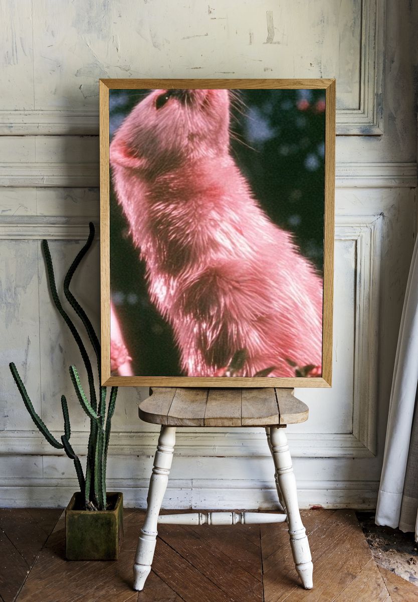 Pink Ferret Portrait Poster. — room view 1