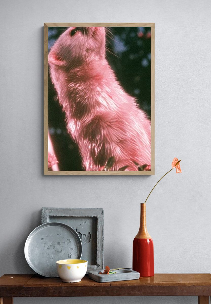 Pink Ferret Portrait Poster. — room view 3