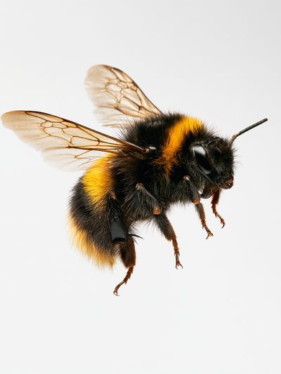 Bumblebee Macro Photography Poster. poster