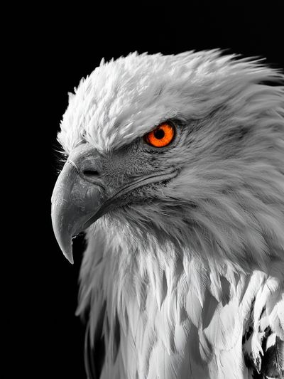 White Eagle Portrait Poster.