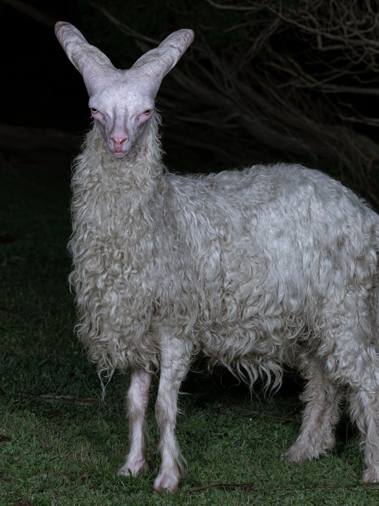 White Goat Portrait Photography Poster. poster detail