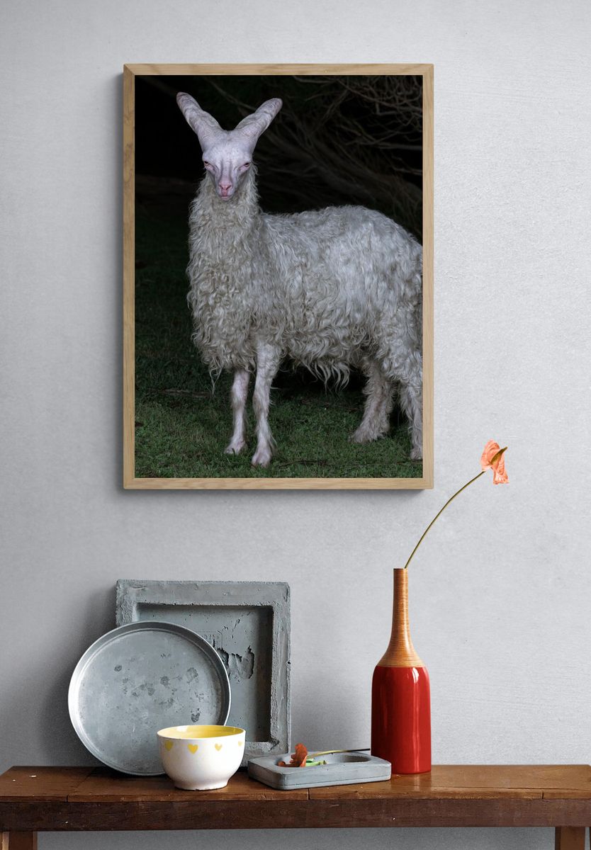 White Goat Portrait Photography Poster. — room view 3