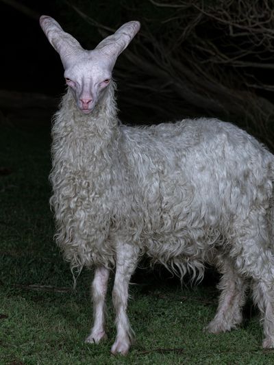 White Goat Portrait Photography Poster. poster