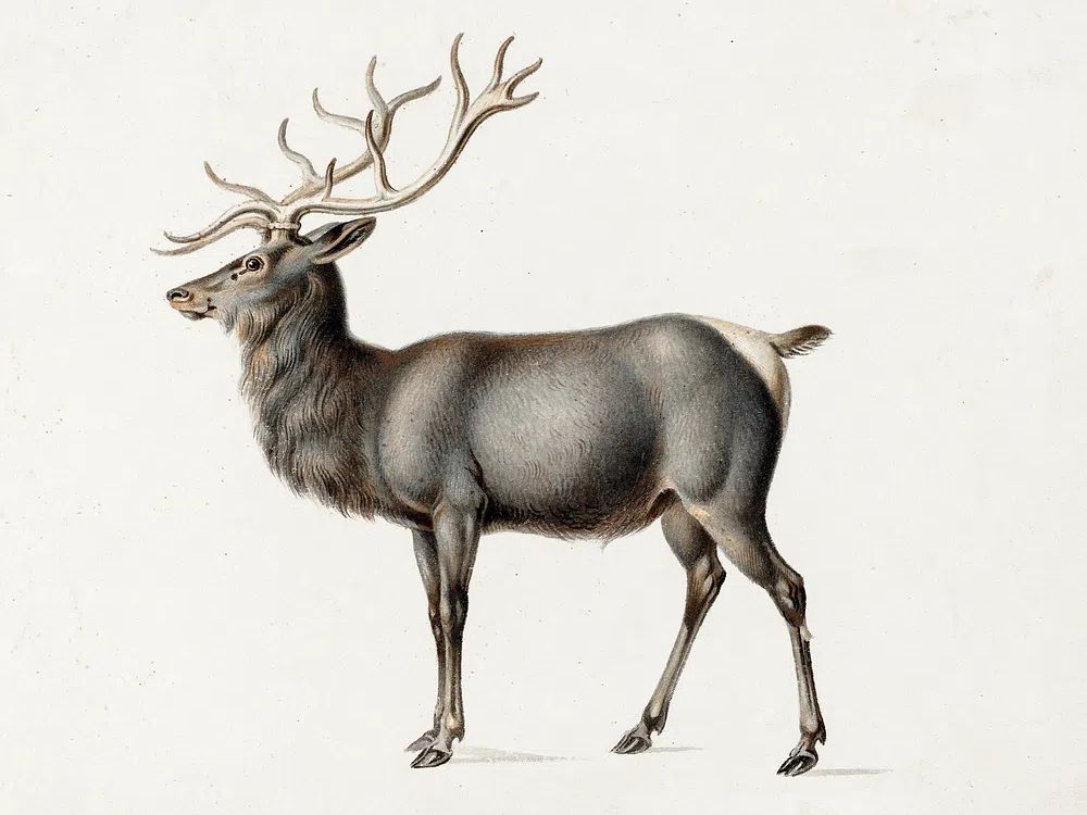 European Elk Peter Rindisbacher. Original. poster — animals art