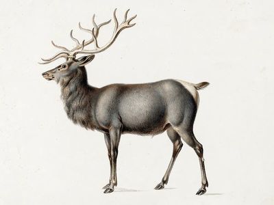 European Elk Peter Rindisbacher. Original. poster