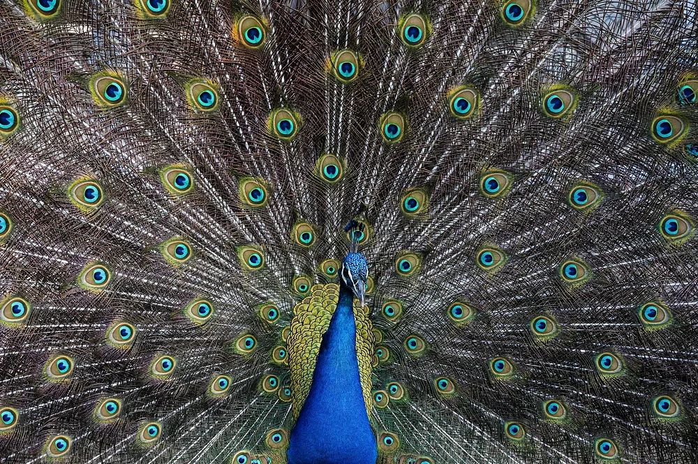 Peacock Plumage Illustration Poster. poster detail