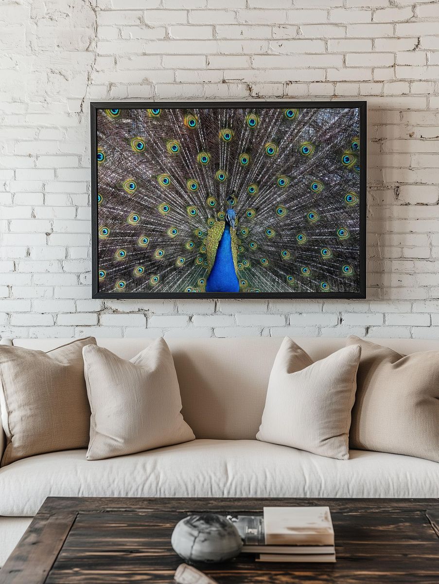 Peacock Plumage Illustration Poster room preview
