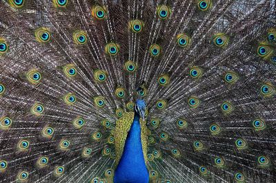 Peacock Plumage Illustration Poster. poster