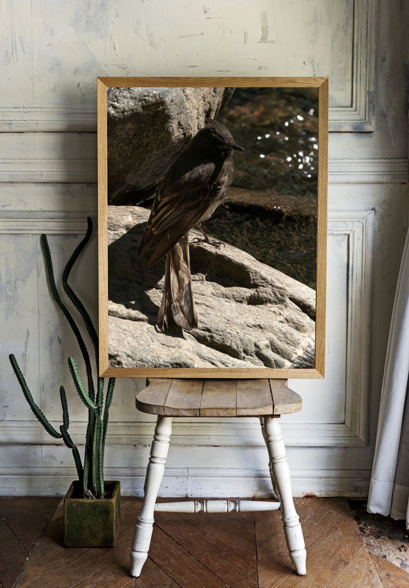 Dark Bird on River Rocks Poster. room preview
