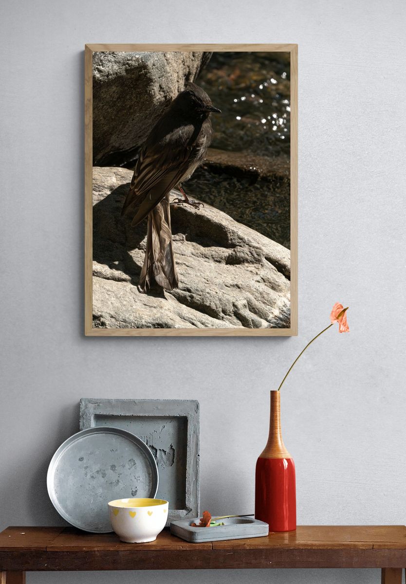 Dark Bird on River Rocks Poster. — room view 3