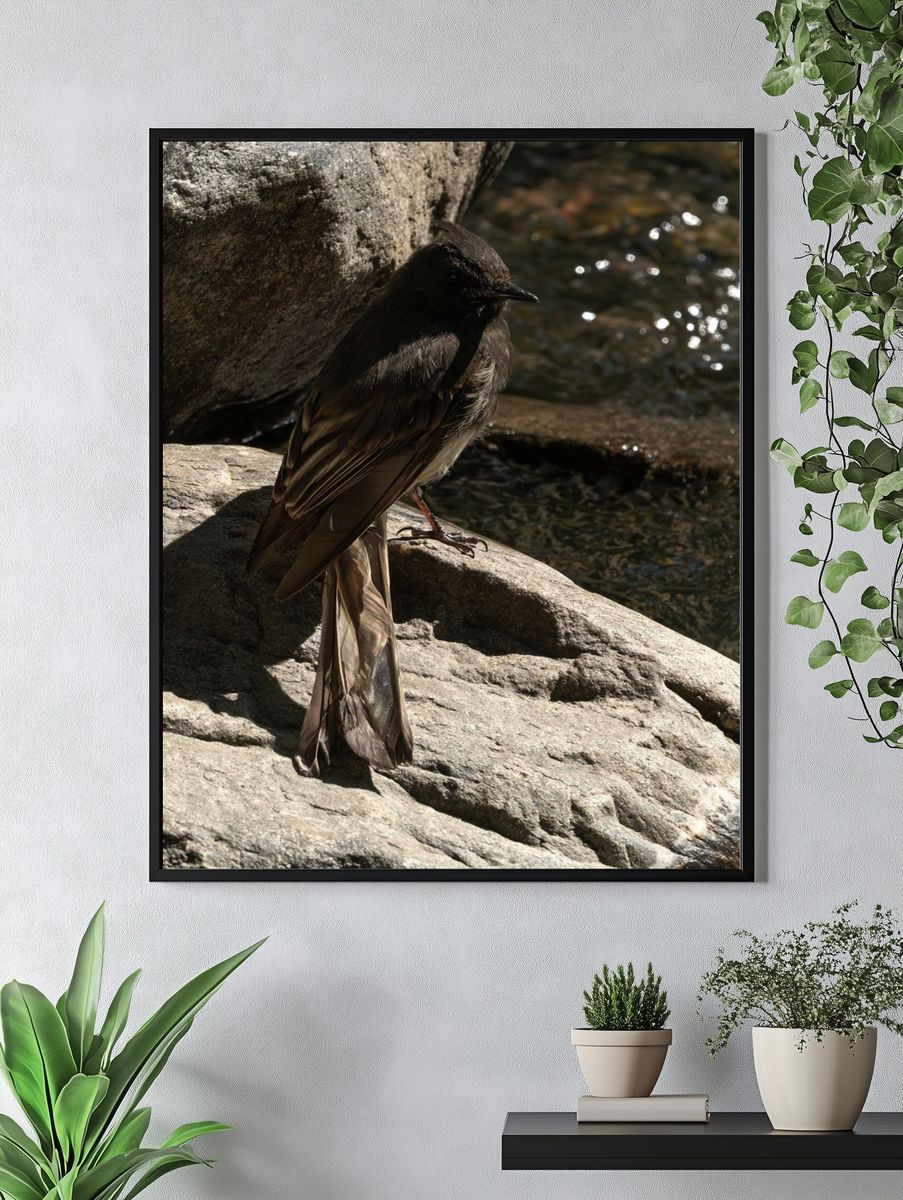 Dark Bird on River Rocks Poster. — room view 4
