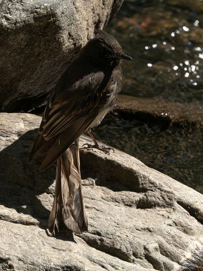 Dark Bird on River Rocks Poster. poster