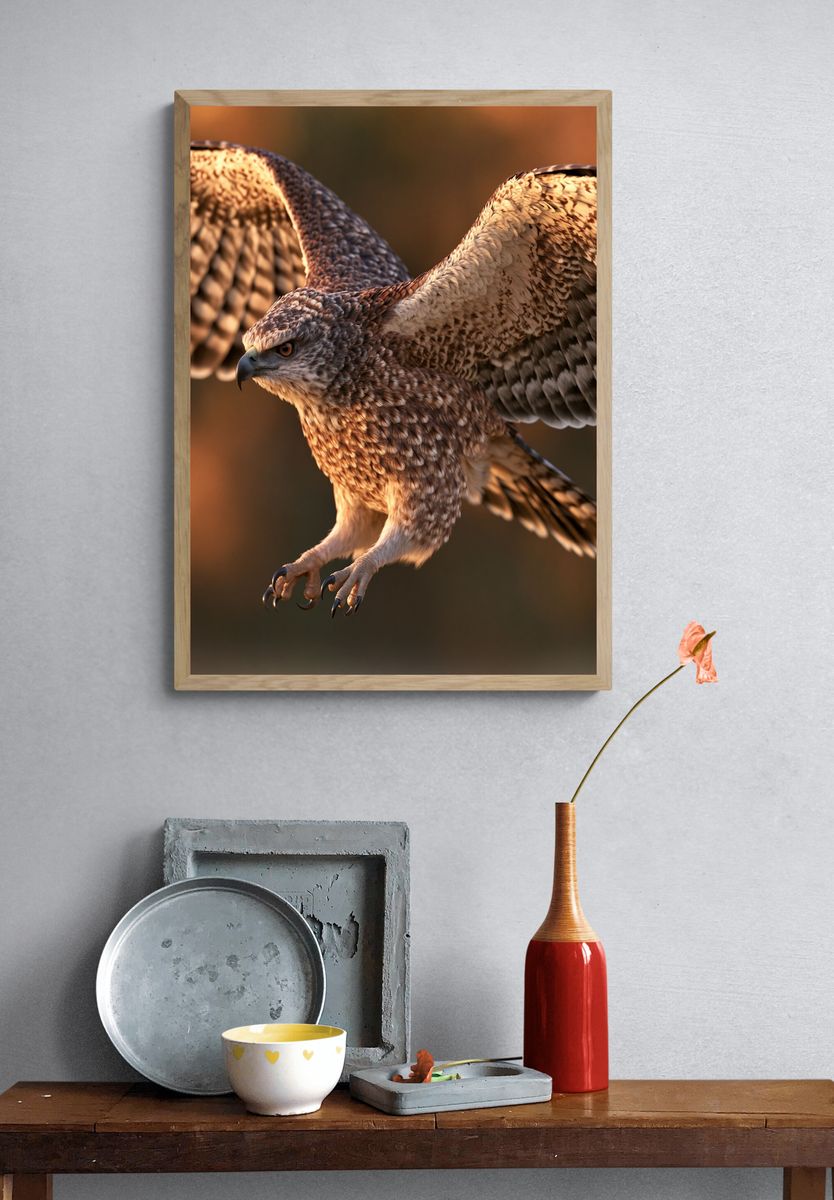 Soaring Hawk Photography Poster. — room view 3
