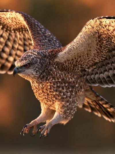 Soaring Hawk Photography Poster. poster