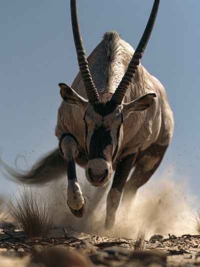 Oryx Charging Wildlife Poster. poster