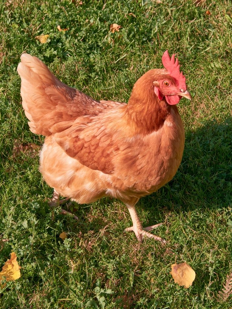 Backyard Hen Photography Poster. poster detail