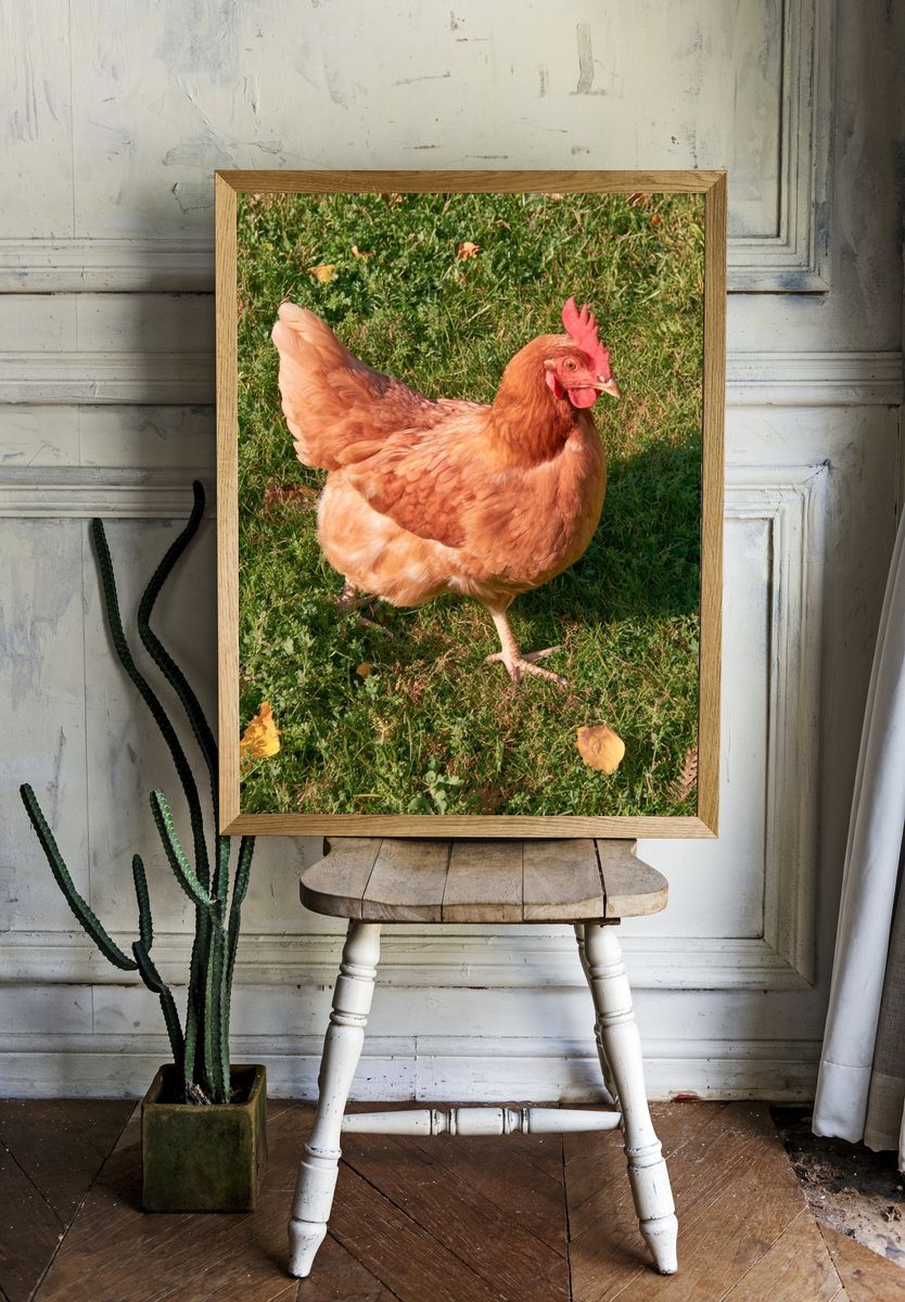 Backyard Hen Photography Poster. — room view 1