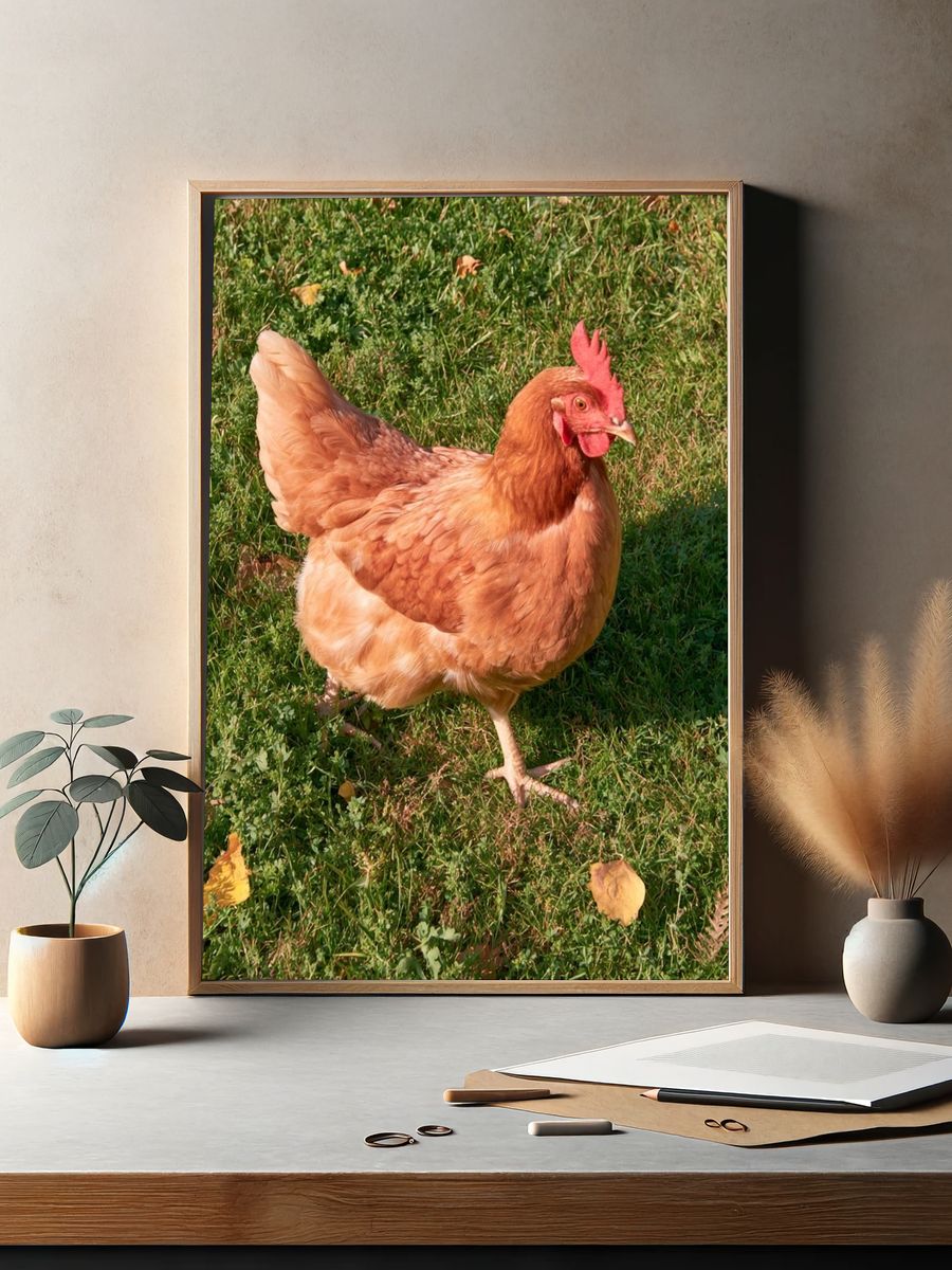 Backyard Hen Photography Poster. — room view 2