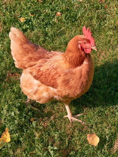 Backyard Hen Photography Poster. poster