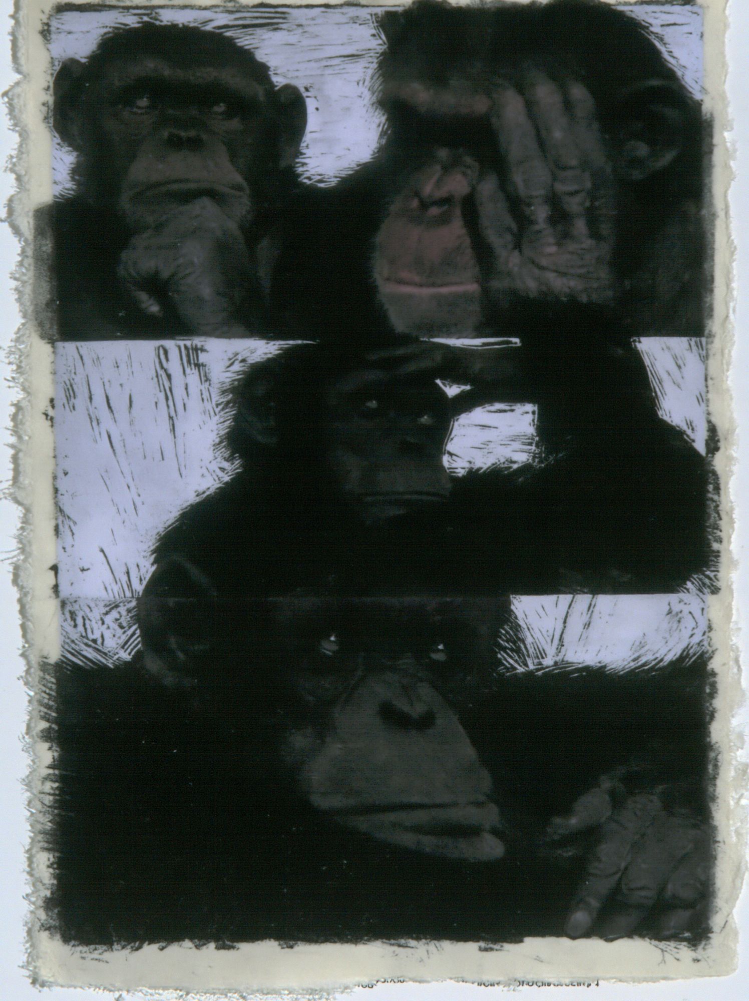 Chimpanzee Portrait Black-White Print. poster — animals art