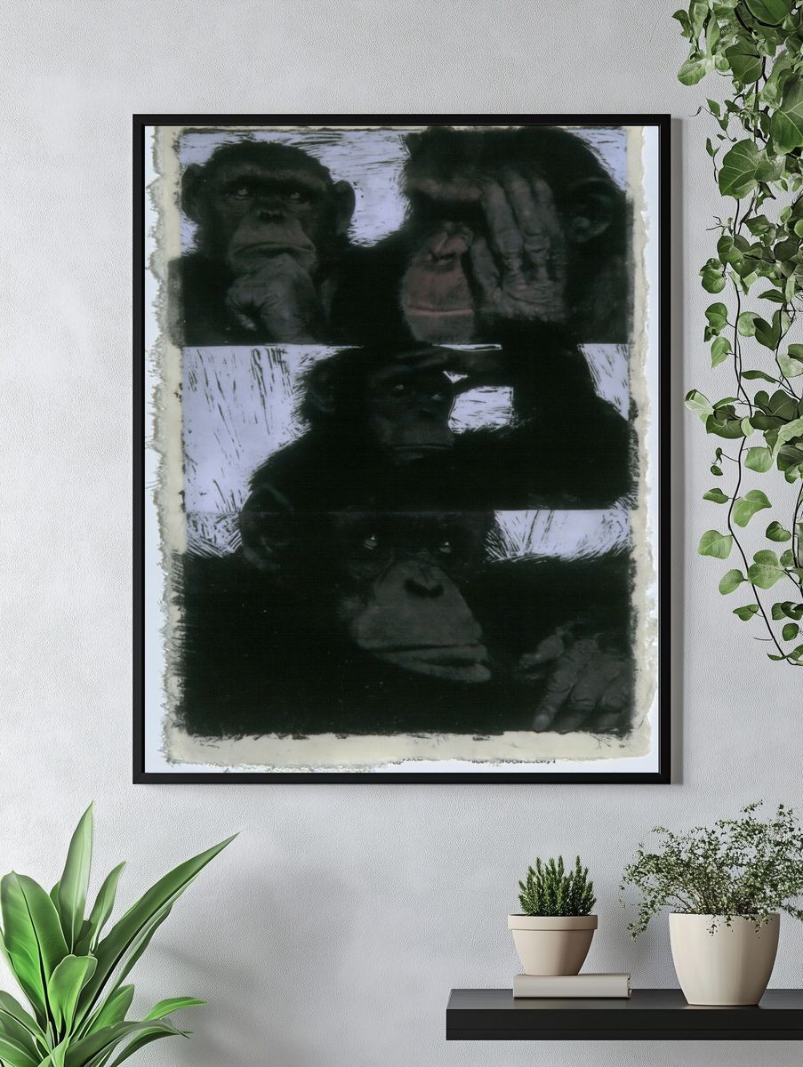 Chimpanzee Portrait Black-White Print. — room view 4