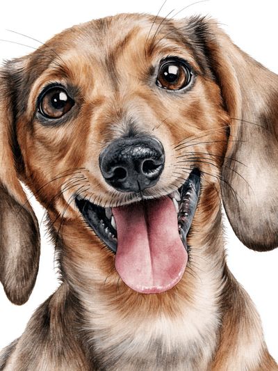 Happy Dachshund Watercolor Poster. poster