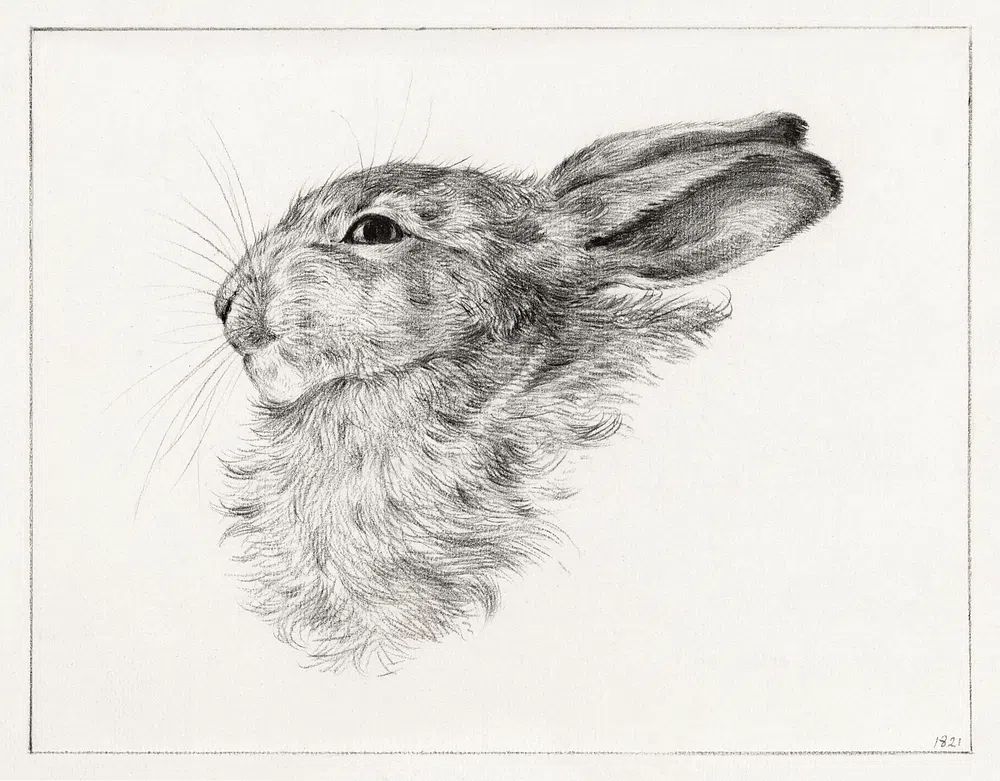 Head rabbit (1821) drawing high. poster — animals art