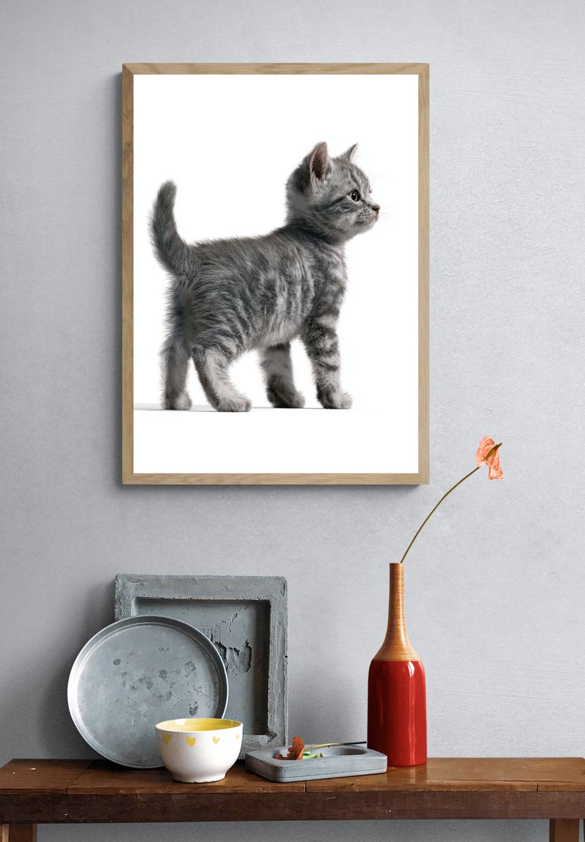 Gray Kitten Portrait Poster. — room view 3