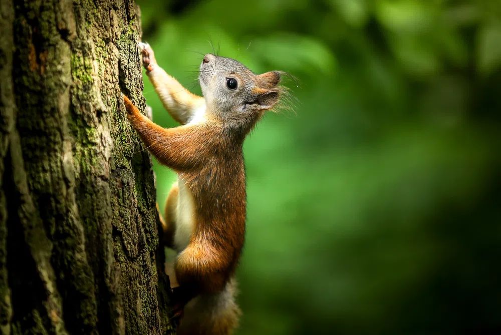Red Squirrel on Tree Trunk Photography Poster. poster detail