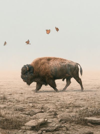 Bison and Butterflies Surrealism Print. poster
