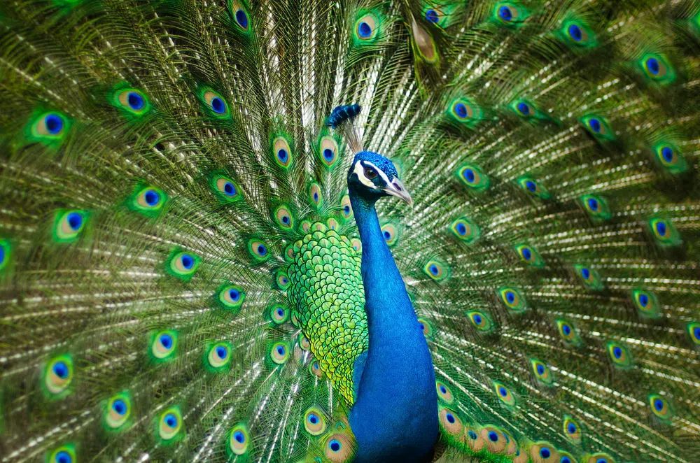 male peacock. poster — animals art