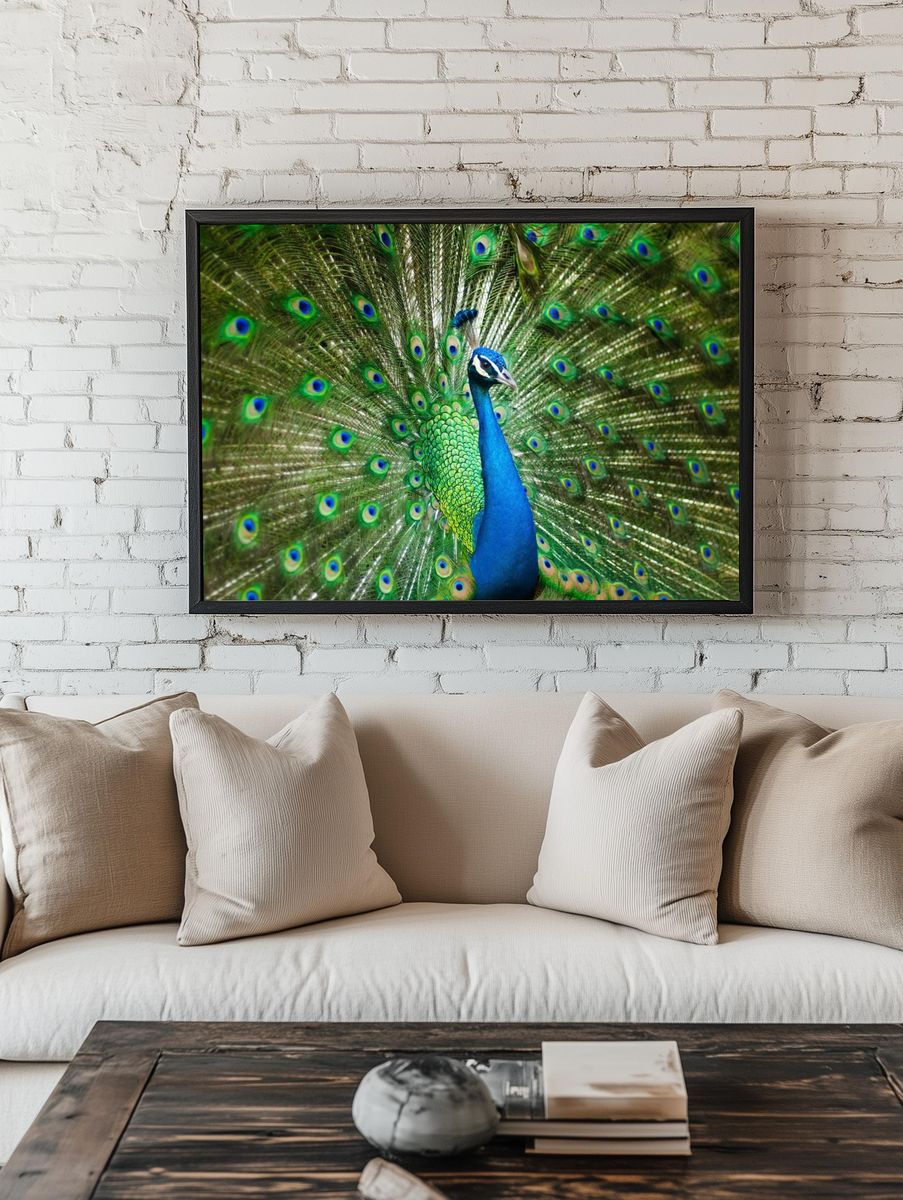 male peacock. — room view 1