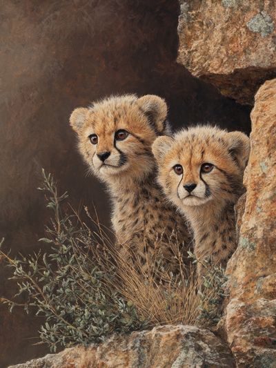 Cheetah Cubs in Rock Shelter Print. poster
