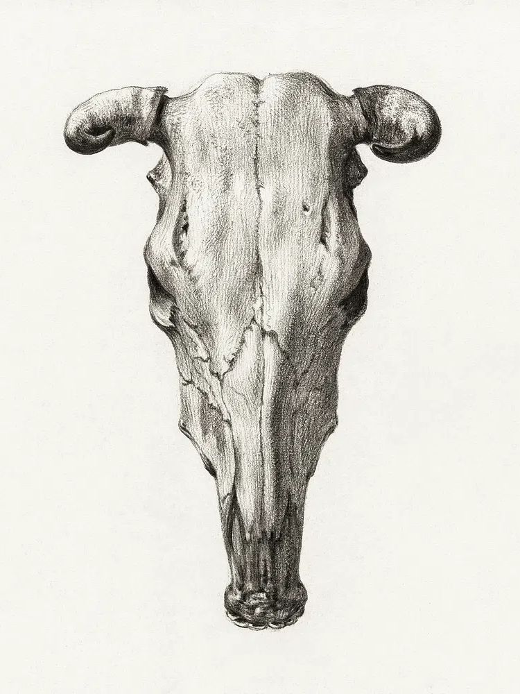 Skull cow (1816) Jean Bernard. poster — animals art