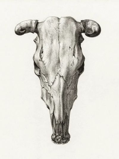 Skull cow (1816) Jean Bernard. poster