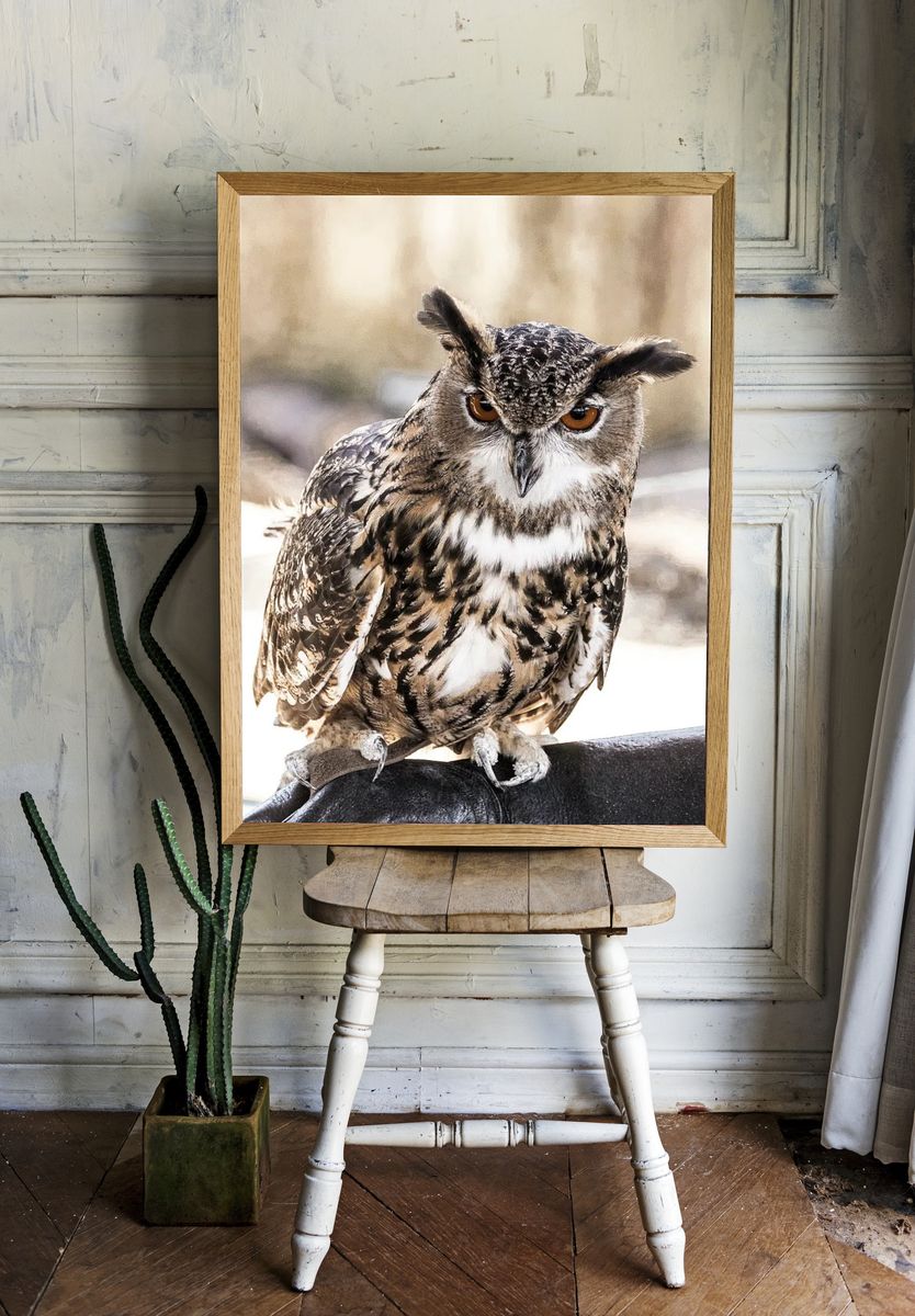 Great Horned Owl Photography Poster room preview