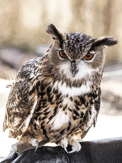 Great Horned Owl Photography Poster. poster