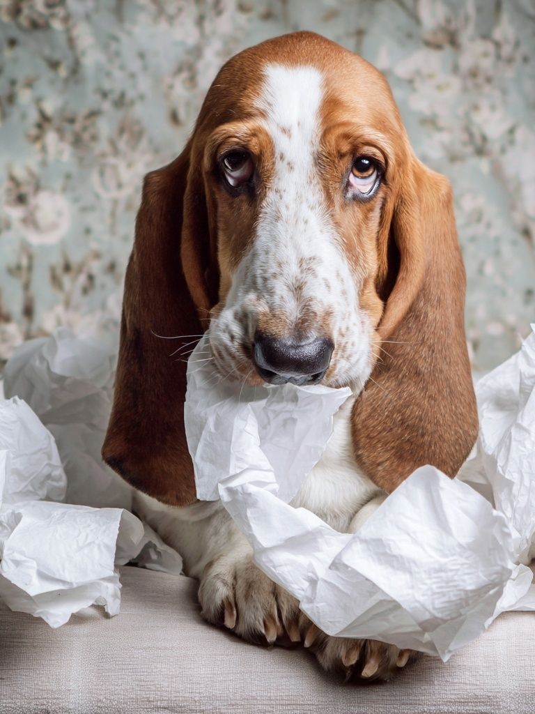Basset Hound Portrait Photography Poster. poster detail