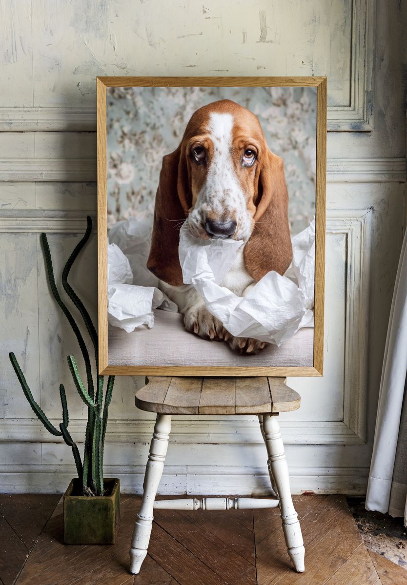 Basset Hound Portrait Photography Poster room preview