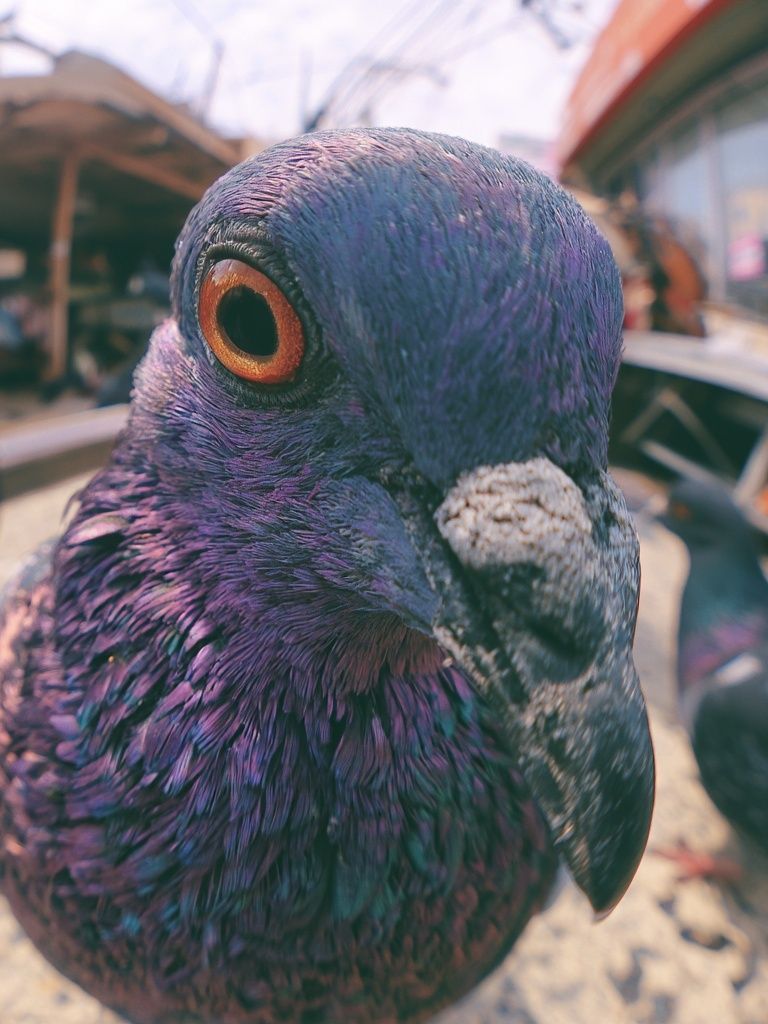 Pigeon Close-Up Photography Poster. poster — animals art