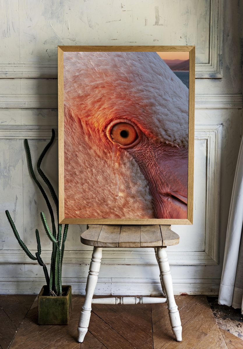 Flamingo Close-Up Photography Poster. — room view 1