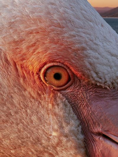 Flamingo Close-Up Photography Poster. poster