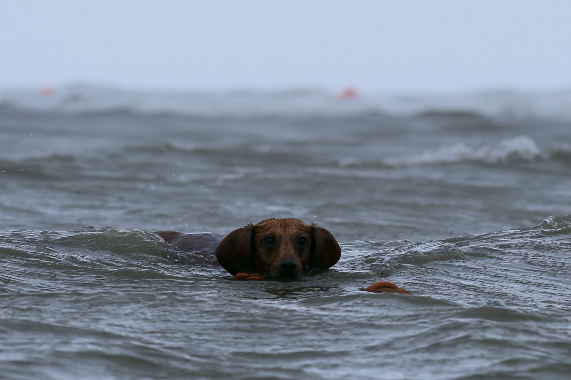 Dachshund in the Sea Photography Poster. poster — animals art